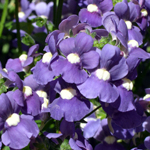Nemesia Wisley Sapphire